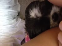 Cute furry dog licking a lady's tight pussy